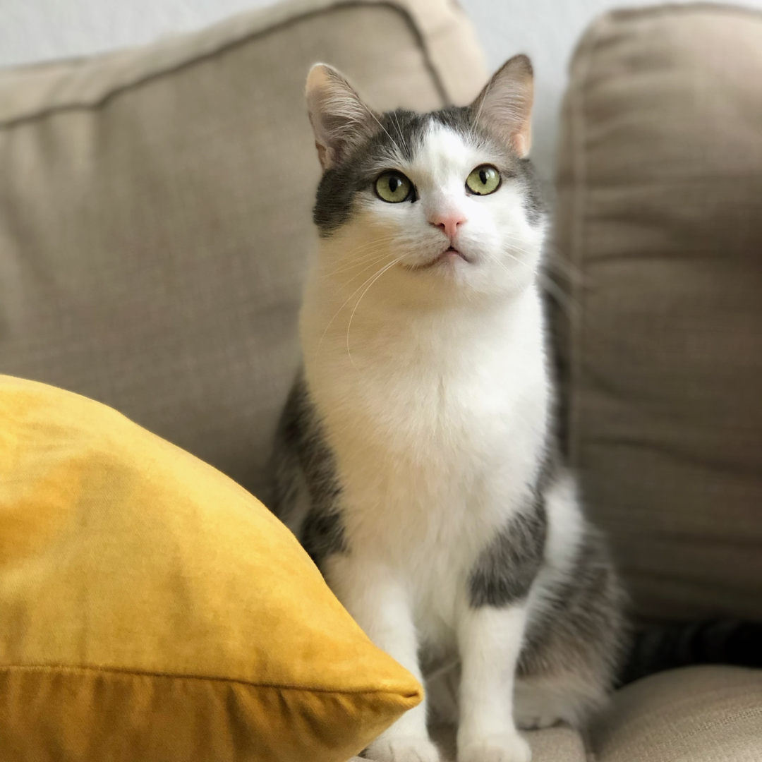 a cat sitting on a couch