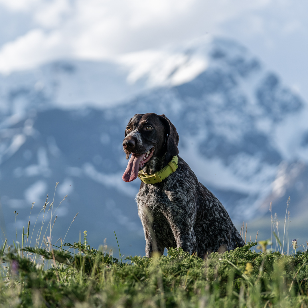 black-dog-sitting-in-mountain