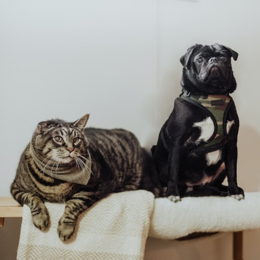 a cat and dog sitting on a table